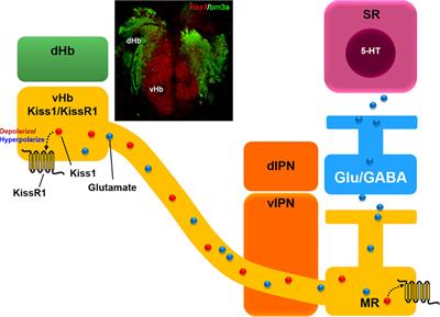 Biological Significance of Kisspeptin–Kiss 1 Receptor Signaling in the Habenula of Teleost Species